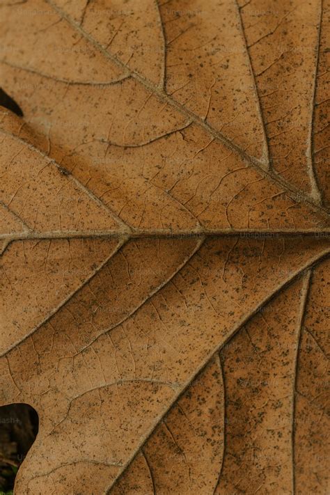 dead leaf pictures   images  unsplash