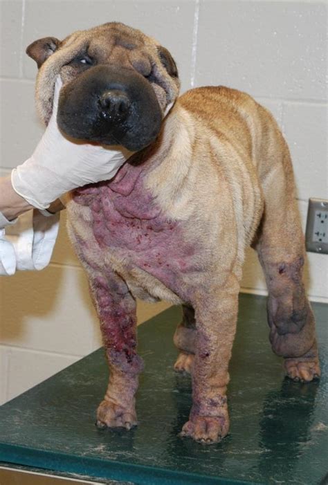 Mange in Dogs and Cats - Integumentary System - MSD Veterinary Manual