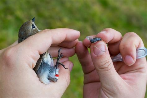 ecologists  migratory birds adapt  climate change south africa