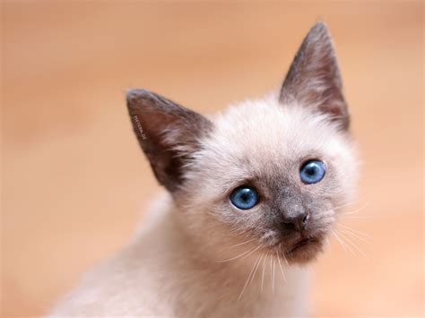 adorable kittens photographs oneclickwonders