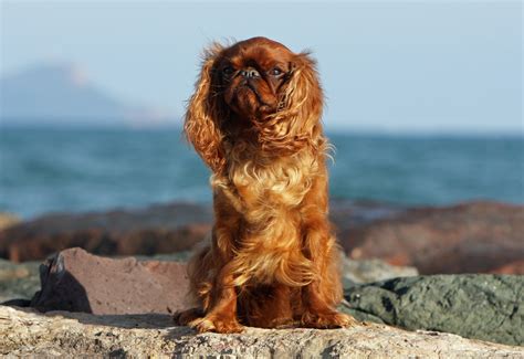 English Toy Spaniel Dog Breed Health and Care | PetMD