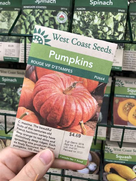 Planting Pumpkin Seeds