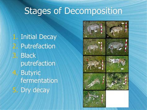 PPT - Body Tissues and Decomposition PowerPoint Presentation, free ...
