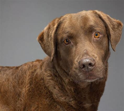 how to neutralize dog odor