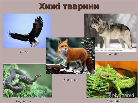 Презентация на тему: "Способи живлення тварин. Ланцюги живлення ...