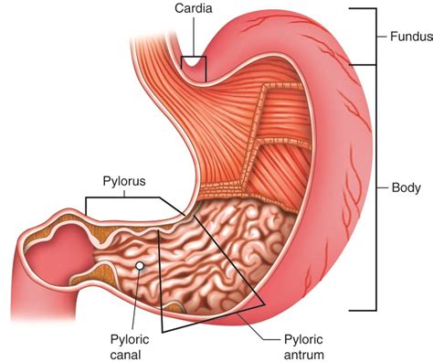 Cenveo - Drawing Major regions of stomach: cardia, fundus, body, and pylorus - English labels ...