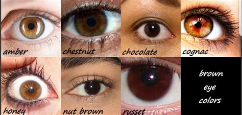 kinda searching  brown shades  eye colors