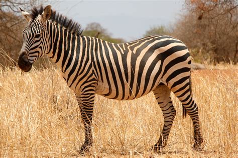 Free Zebras, Download Free Zebras png images, Free ClipArts on Clipart