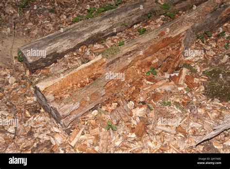 Bark beetles in a tree Stock Photo - Alamy