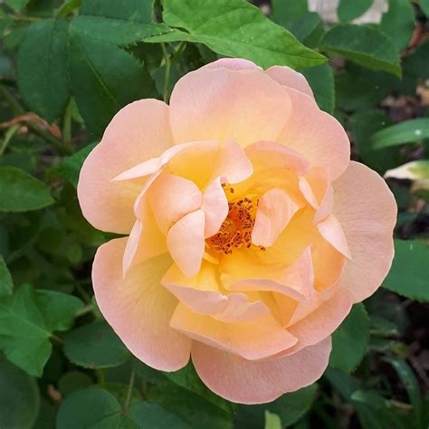 Six Scorched Roses 2