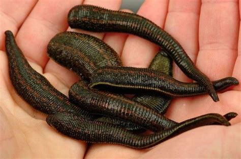 contoh hewan invertebrata beserta ciri ciri  klasifikasinya fotokita