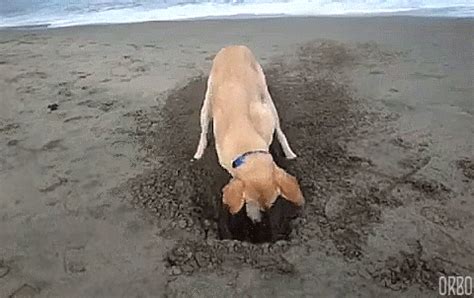 Dog digging a hole that never gets deeper on Make a GIF