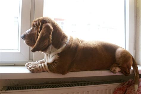 Basset Hound Photos