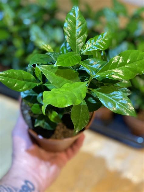 Coffee Arabica Plant 12cm Pot — Plant House Cheshire Ltd