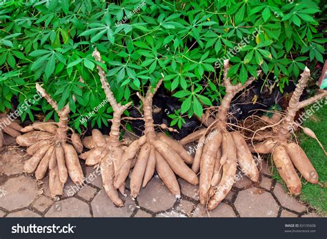 tapioca plants cassava closeup   background  design works