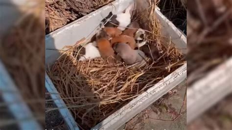 6 Newborn Puppies Cruelly Abandoned In Trash Can Found Crying Loudly For Their Mom