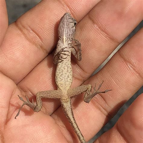 Some lizards I’ve found : r/Lizards