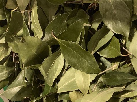 Khat leaf (dried) for mulch, compost, etc. - Seed & Plant Swaps - The ...