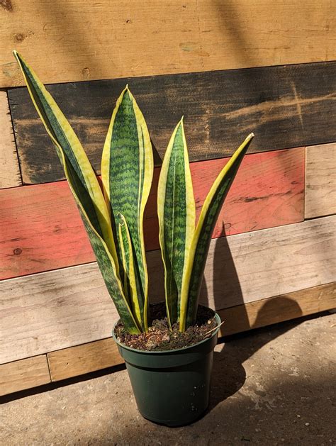 Snake Plant 4" | Natty Garden