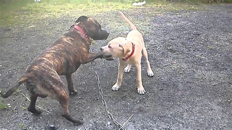 amstaff i szczeniak - YouTube