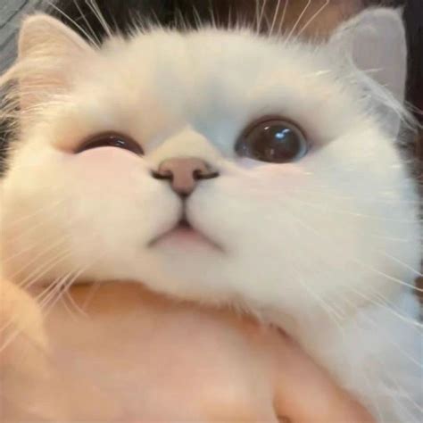 Cute Cats Aesthetic: Pictures and Wallpapers to Make You Smile in 2023 ...