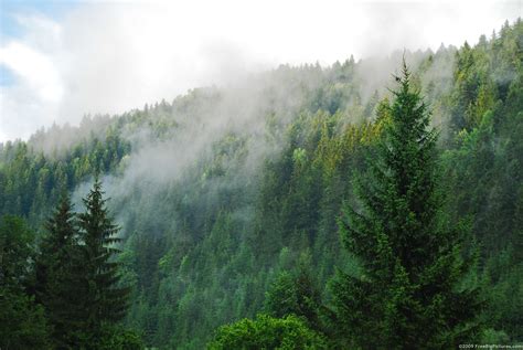 Coniferous Forest