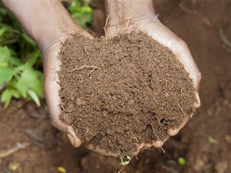 dont call  dirt  science  soil short wave npr