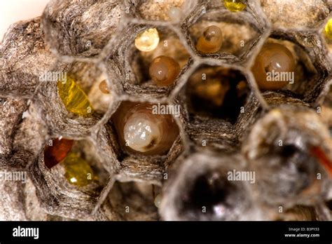 Wasps nest larvae development hi-res stock photography and images - Alamy