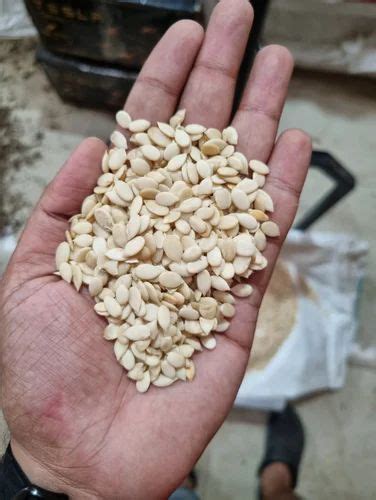 Sudan Tarbooj Magaj, Packaging Size: 50kg at ₹ 450/kg in Kolkata | ID ...