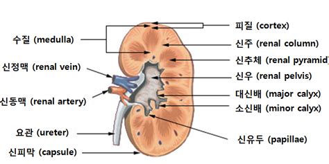 소아청소년과 전공의를 위한 교육자료: 수신증 진단과 추적