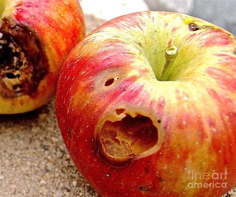 Rotten Apples Photograph by Elisabeth Derichs - Fine Art America