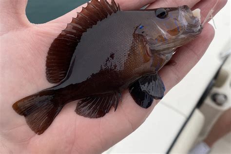 black hamlet whats  fish