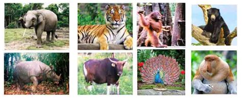 Fauna tipe Asiatis, Fauna tipe Peralihan dan Fauna tipe Australis ...