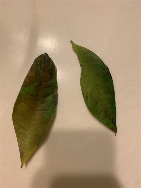 Question : Is there a reason why these leaves look like this? The rest