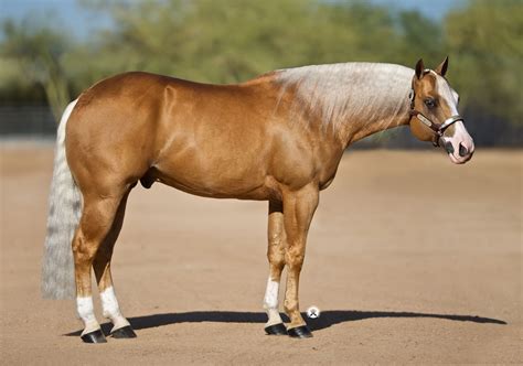 palomino quarter horse