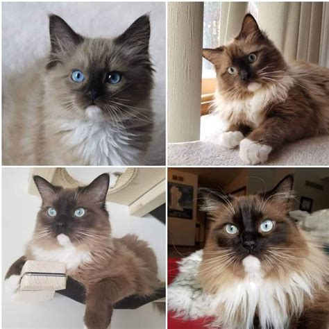 Mink Ragdoll | Mink Ragdoll Kittens | Seal Mink Ragdoll Cats