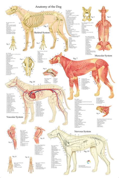 dog anatomy diagram organs  vanchandlerblog blog