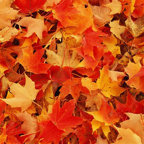 [100+] Beautiful Fall Pictures | Wallpapers.com