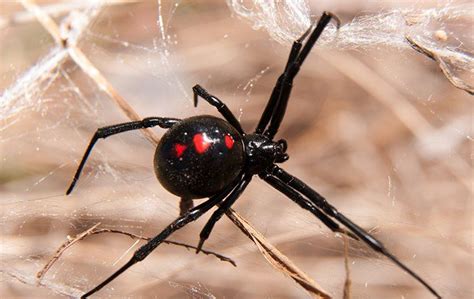 Spider Identification & Prevention | Safeguard Pest Solutions LLC