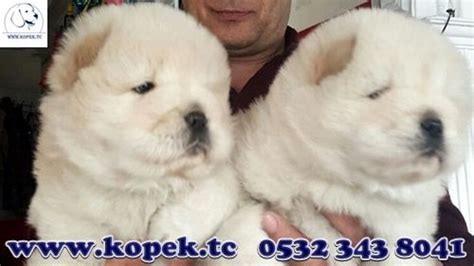 Chow Chow yavru köpek fiyatları | Chow chow, Köpek, Yavru köpek