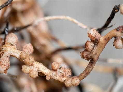 nitrogen fixing bacteria - Backbone Valley Nursery