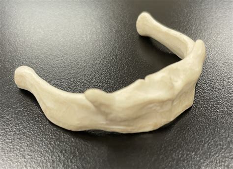 lab exam ii hyoid model diagram quizlet