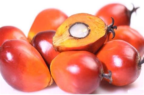 detail gambar kelapa sawit kartun koleksi nomer