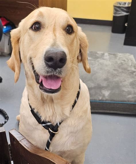 Paulding County Animal Control | Dallas GA