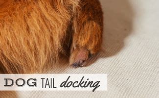 What Is Dog Tail Docking & Is It Legal? - Canine Journal