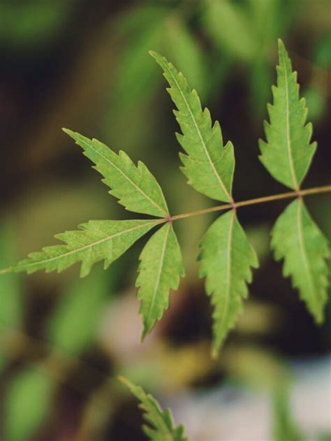 Top 10 Medicinal Uses of Neem - Nutrabay Magazine