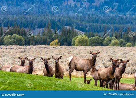 Elk Harem Awaiting Their Bull Elk during Mating Season Stock Photo - Image of nature, season ...