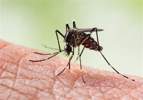 O Que Atrai Os Mosquitos - Você atrai mosquitos? A ciência lhe diz o porquê!