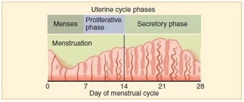 menstrual cycle human biology