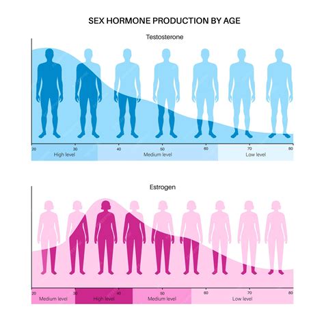 에스트로겐 및 테스토스테론 수치 색상표. 나이 벡터 Infographic에 의해 성 호르몬 생산입니다. 여성과 남성 신체의